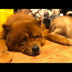 Meet your Posher, Dan